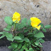 گل رز هلندی گلدانی