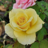 نهال رز هلندی آبی