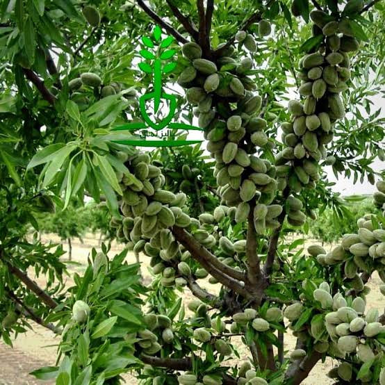 نهال بادام نیمه کاغذی