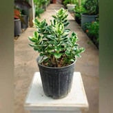 نهال شمشاد بزرگ