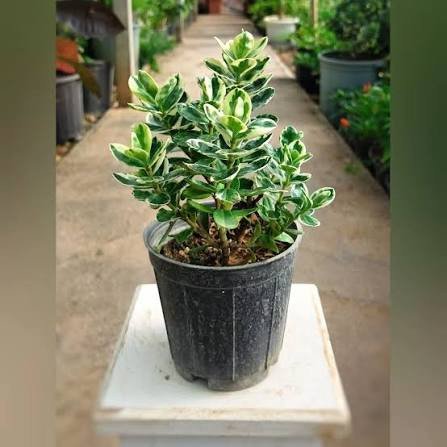 نهال شمشاد بزرگ