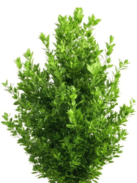 نهال شمشاد سبز