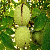 نهال گردو پکان دیر گل