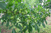 نهال گردو پکان خوشه ای