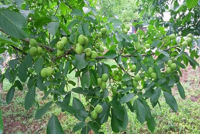 نهال گردو پکان خوشه ای