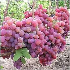 نهال انگور صاحبی پر بار