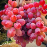 نهال انگور صاحبی قرمز شیرین