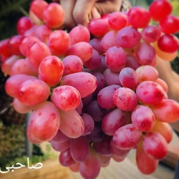 نهال انگور صاحبی قرمز شیرین