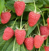 نهال رازبری قرمز درشت میوه