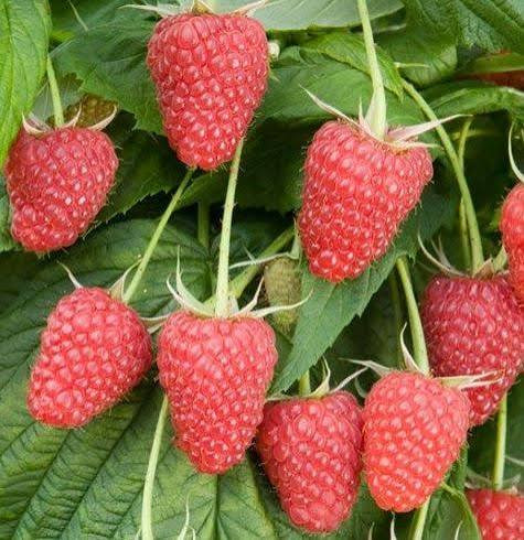 نهال رازبری قرمز درشت میوه