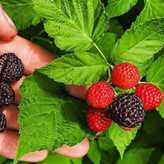 نهال رازبری قرمز خوش طعم
