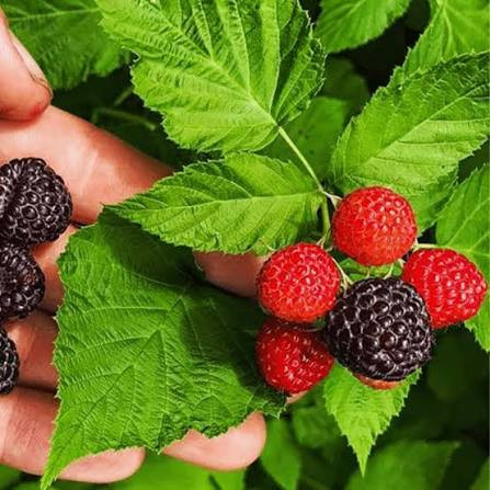 نهال رازبری قرمز خوش طعم
