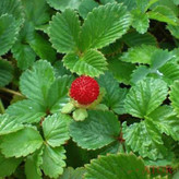 نهال توت فرنگی شیرین