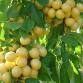 نهال گیلاس سفید اورمیه