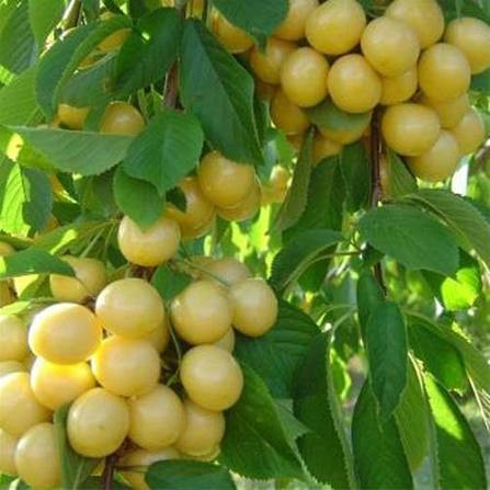 نهال گیلاس سفید اورمیه