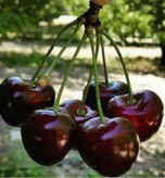 نهال گیلاس سیاه تک دانه