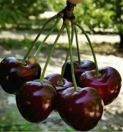 نهال گیلاس سیاه تک دانه