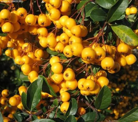 نهال زالزالک بدون خار