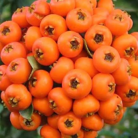 نهال زالزالک زرد درشت