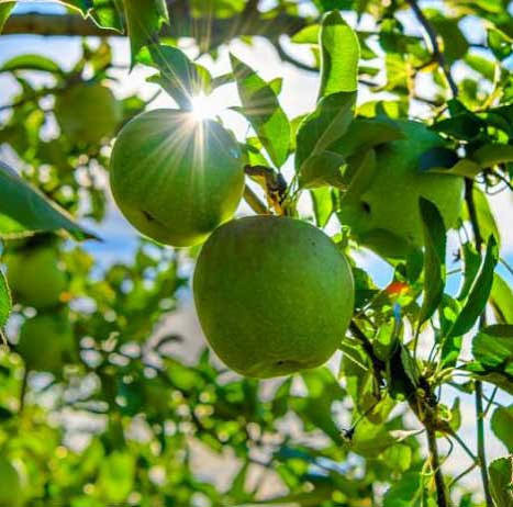 نهال سیب ترش سبز