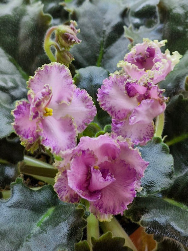 نهال گل بنفشه آفریقایی