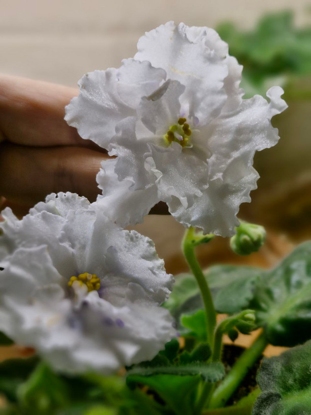 بنفشه آفریقایی گلی خاص برای افراد خاص