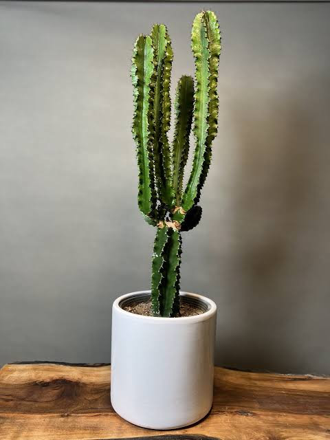 افوربیا گلدانی سایز بزرگ