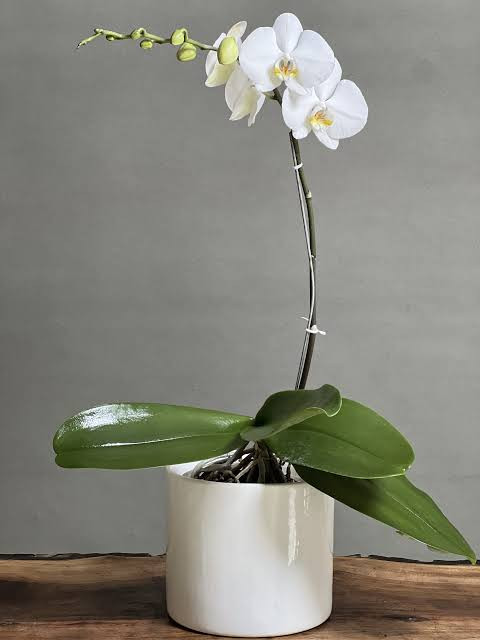 ارکیده تک شاخه چند شاخه