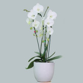 ارکیده تک شاخه سفید کم یاب