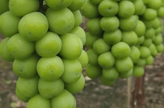 خرید انگور موسکات