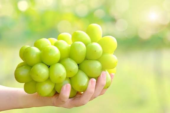 نهال انگور درشت گلدانی