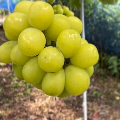 خرید انگور خارجی