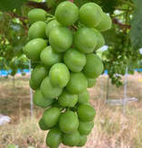 انگور بزرگ سبز درشت