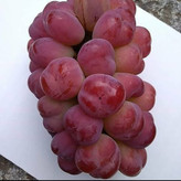 نهال انگور موسکات قرمز خارجی