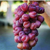 خرید نهال قرمز درشت