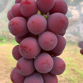 انگور موسکات گلدانی