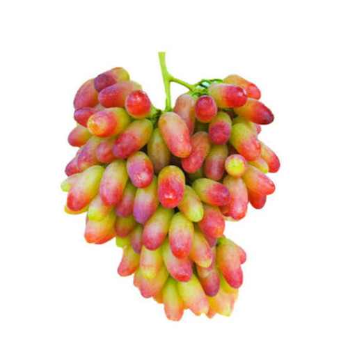 نهال انگور مکیاج