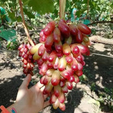 انگور پر ثمر و گلدانی