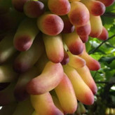 انگور خارجی مکیاج