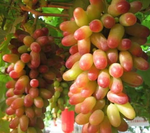 خریدنهال انگور مکیاج