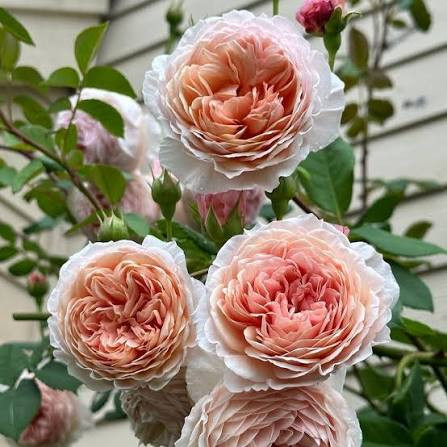 نهال گل رز ژولیت گلدانی