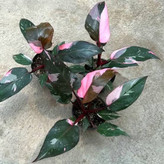 خرید گل پرنسس صورتی کمیاب