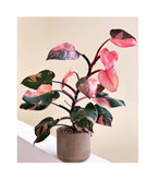 گل پرنسس صورتی بزرگ و زیبا