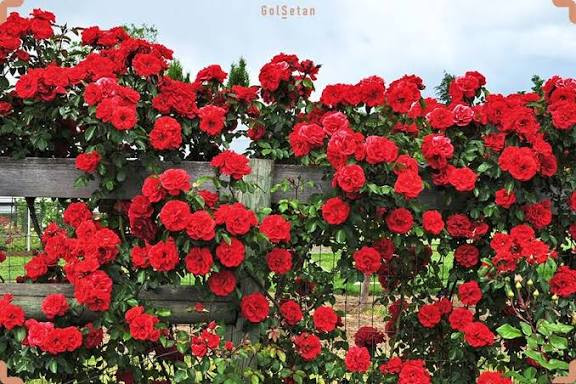 خرید رز بالا رونده