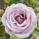 رز هلندی یاسی ابری هلندی