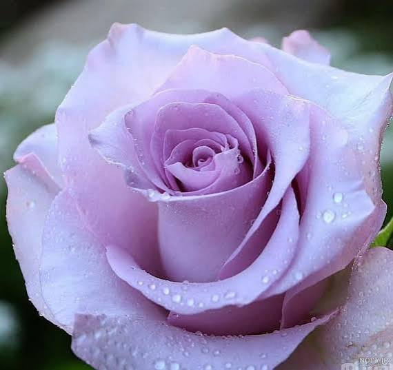 خرید رز هلندی یاسی ابری