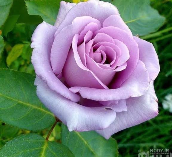 رز هلندی یاسی ابری بزرگ