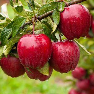 نهال سیب گالا دیر گل