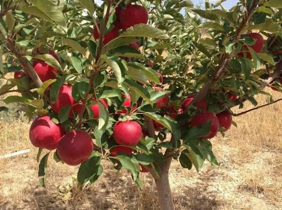 نهال سیب گالا پر بار و گلدانی