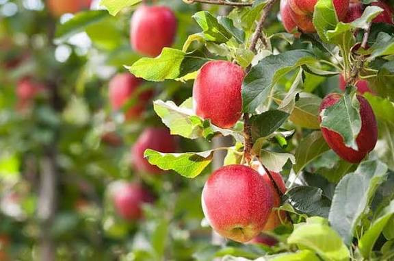 نهال سیب گالا پایه کوتاه